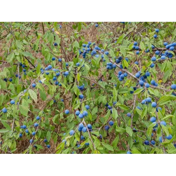 Natural Dry Indigo Leaves